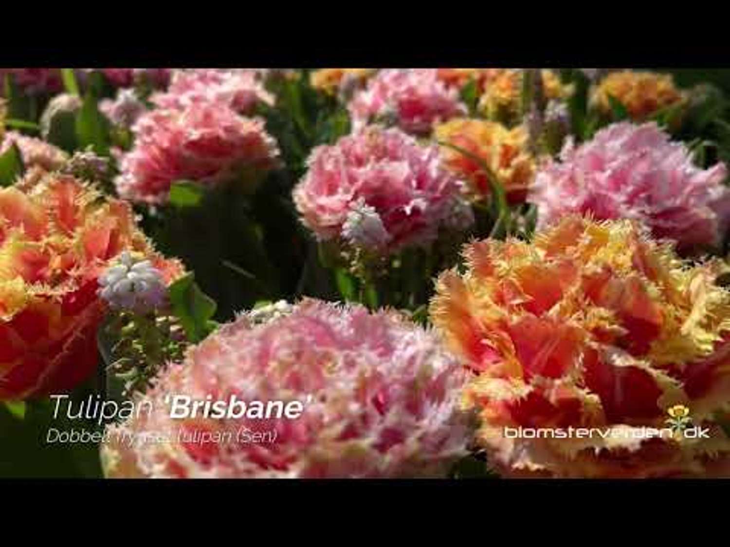 Tulpan 'Brisbane'